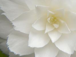 White Camellia #89923
