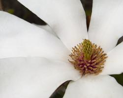 Magnolia Bloom #89925
