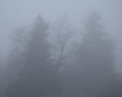 Foggy Morning 2 #90839