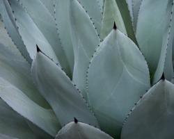 Whale's Tongue Agave #98157
