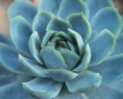 Blue Succulent #85937