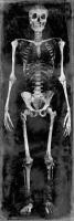 Skeleton II #WG112369