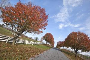 Autumn Road #92237