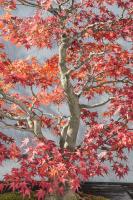 Red Bonsai Tree National Arboretum #92261