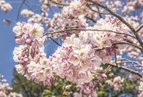 Cherry Blossoms 1 #92262