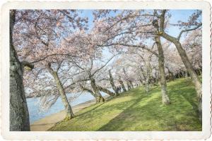 Cherry Blossoms 3 #92264