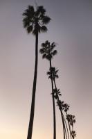 Palm Tree Silhouettes #92367
