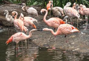 Pink Flamingos #92368