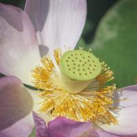 Lotus Lily 1 #92414