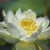 Lotus Lily 2 #92415