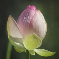 Lotus Lily 4 #92417