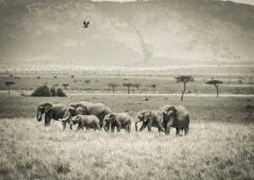 Grazing Elephants #89649
