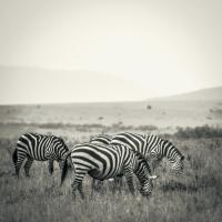 Grazing Zebras #89650