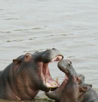 Hippos #89651