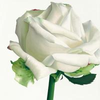 White Rose I #IG 2032