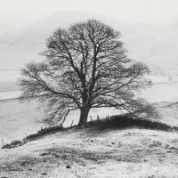 Misty Tree, Peak District, England #IG 3169