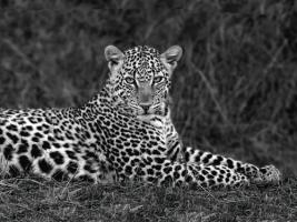 Leopard Portrait #IG 4650