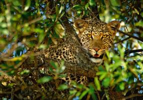 Leopard Camouflage #IG 4652