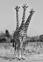 Giraffes Three #IG 4653