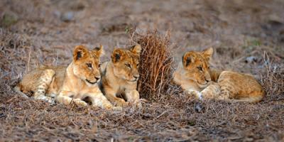 Lions Cub #IG 4654