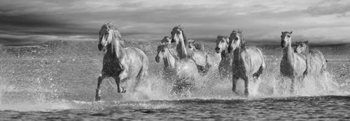 Horses Running at the Beach #IG 4661