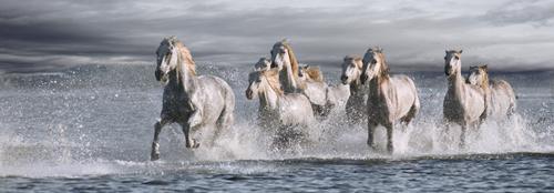Horses Running at the Beach #IG 4662