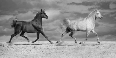 Horse Dancers #IG 5169