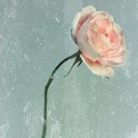 Romantic Pink Rose #IG 5465