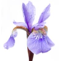 Iris versicolor #IG 5679
