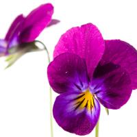 Viola tricolor #IG 5694