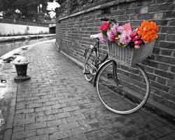 Bicycle of Love I #IG 6336