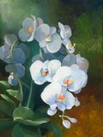 Phalaenopsis blanc #IG 6457