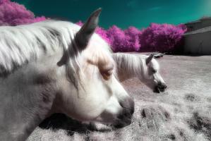Fantasy Horses - Infrared Photography #IG 8167