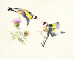 Goldfinches #IG 8455