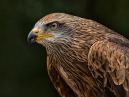 Red Kite #IG 8752