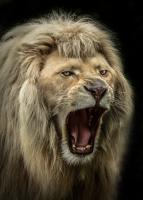 The Lion Roars #IG 9165