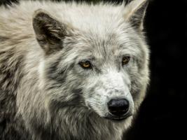 White Wolf #IG 9176