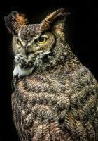 Wisdom Owl III #IG 9180
