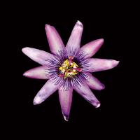 Passion Flower #86060