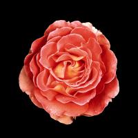 Rose #86063