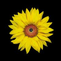 Sunflower #86064