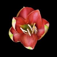 Coral Tulip #86067
